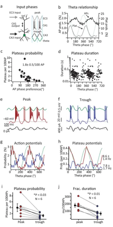 Figure 2. Phase relationship of plateau potentials