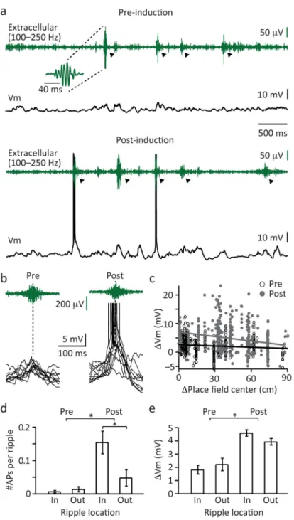 Figure 8. Ripple-associated Vm depolarization and AP output are increased following induction a, Extracellular ripple (LFP filtered between 100 and 250 Hz) and intracellular Vm  recording before (top) and after (bottom) place field induction in a CA1 pyram