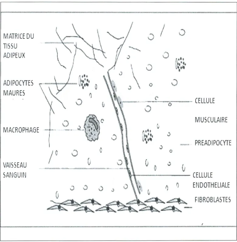 Figure 4.  Les principales cellules de tissu adipeux (IRIGARAY, 2011) 
