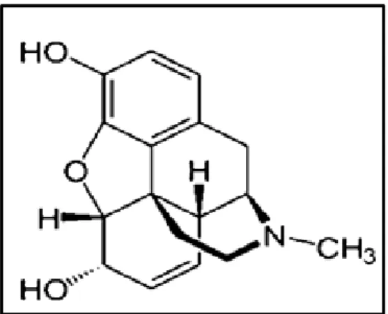 Figure 1. 6 : Structure chimique de la morphine 