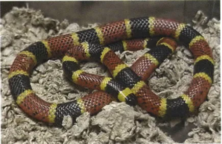 Figure  2-1:  The venomous  coral  snake.  Note  the aposematic  bands  of red,  yellow  and  black.