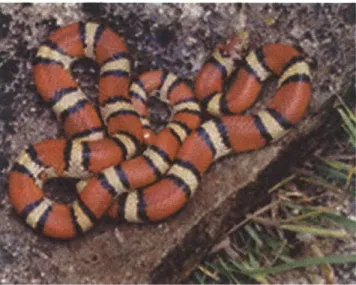Figure  2-2:  The  harmless  milk  snake.  Note  the  deceptive  aposematic  bands  of  red,  black and  yellow.