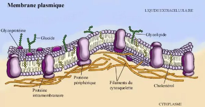 Figure  2.  Schéma  d'une  membrane  cellulaire  avec  les  différentes structures                       glycaniques