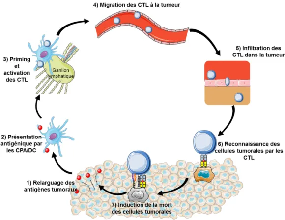 Figure 4 : Le cycle de la réponse immunitaire antitumorale 