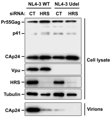 Figure 5. Impact of HRS depletion on the release of Vpu defective HIV-1 particles. HeLa cells were transfected with either control siRNA (CT) or siRNA targeting HRS and infected with either VSV-G pseudotyped wt NL4-3 HIV-1 (NL4-3 WT) viruses or VSV-G pseud