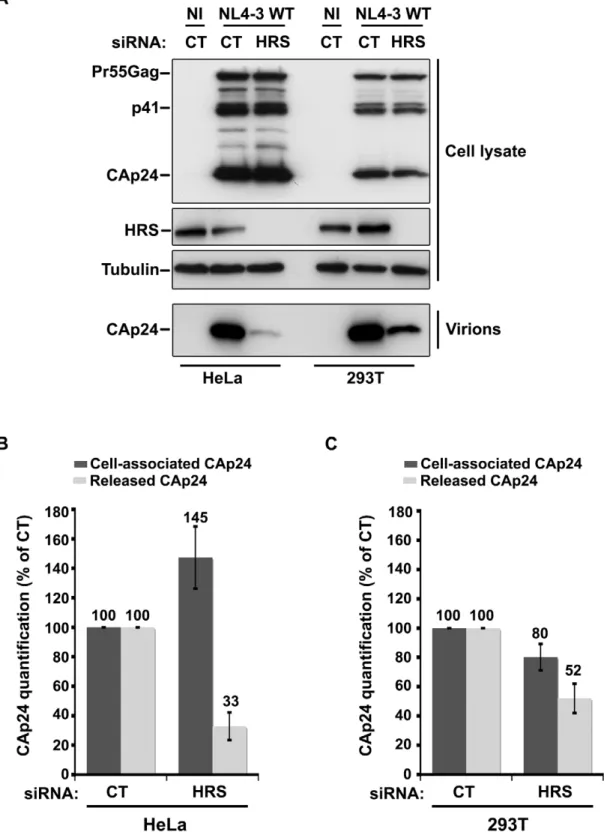 Figure 6. Effect of HRS depletion on the release of HIV-1 particles from non-restrictive HEK 293T cells