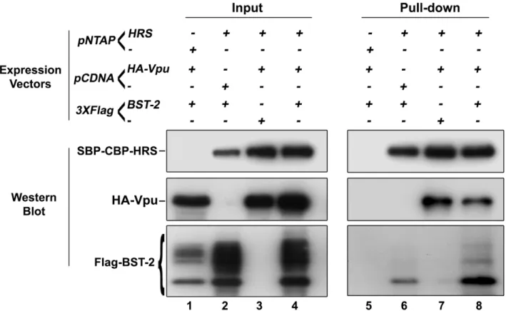 Figure 10. HRS interacts with BST-2 and Vpu. HEK 293T cells were transfected with empty plasmid encoding SBP-CBP (pNTAP-) along with plasmid encoding Flag-tagged BST-2 (Flag-BST-2) and HA-tagged Vpu (HA-Vpu, Lanes 1 and 5) or expression vector for SBP-CBP-