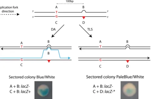Fig 1. Genetic system to monitor HDGR in the presence of different DNA lesions. The system is a modified version of a previous construction used to specifically monitor TLS events [17]