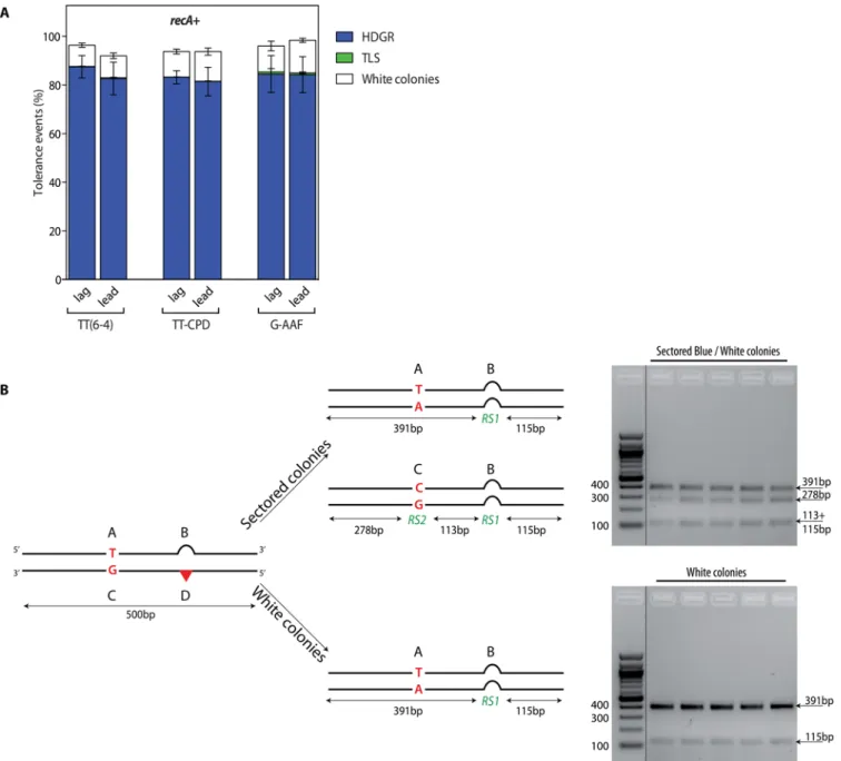 Fig 2. Partitioning of DDT pathways in the recA + strain (panel A) and molecular characterization of the colonies (panel B)