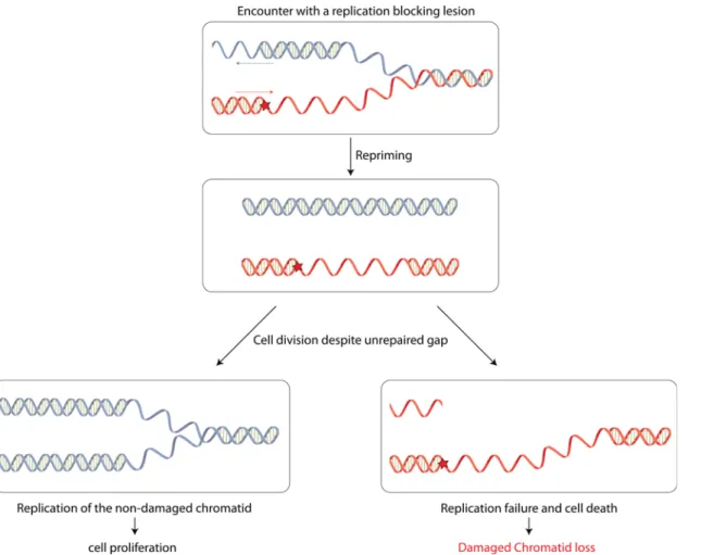 Fig 4. Model for damaged chromatid loss event. After encountering a DNA replication-blocking lesion, either in the leading or in the lagging strand, the replication fork is able to restart behind the lesion to resume replication