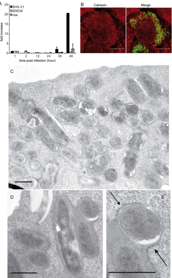 Figure 1. Survival and replication of B. abortus inside BHK-21 cells. (A) Fold increase of intracellular replication of B