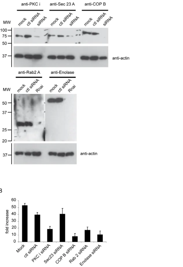 Figure 6. The inhibition of PKC i/l, COPI, Rab 2 and Enolase expression affects B. abortus replication at 48 h p.i