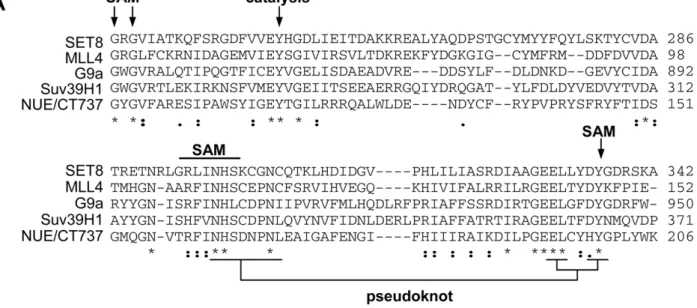 Figure 1. Sequence analysis of chlamydial SET domain protein. (A) The SET domain of chlamydial protein NUE (CT737) sequence was compared to eukaryotic SET domain proteins G9a, MLL4, Set8 and Suv39H1