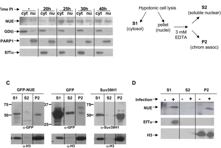 Figure 4. NUE is found in the nucleus of infected cells and associates with chromatin