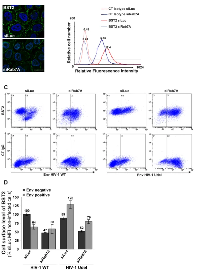 Figure 8. Rab7A decreases BST2 cell surface expression and is required for Vpu-induced BST2 cell surface downregulation