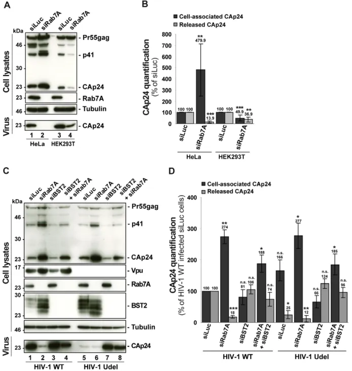 Figure 5. Reduced HIV-1 release after depletion of Rab7A is related to expression of the restriction factor BST2