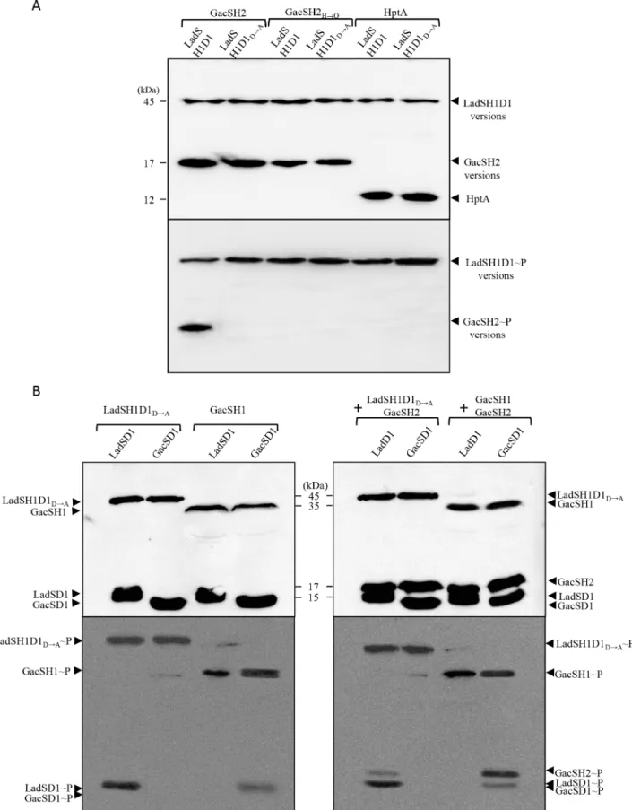 Fig 7. In vitro transphosphorylation assays. (A) For transphosphorylation assay between LadS or GacS variants and GacSH2 variants or HptA protein, 2 mM of LadSH1D1 or LadSH1D1 D!A recombinant proteins were incubated with [ γ - 32 P] ATP and GacSH2 (lanes 1