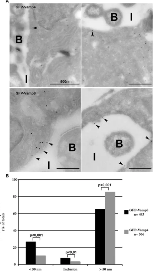 Figure 3. GFP-Vamp8 is located in compartments around the inclusion and in the inclusion membrane