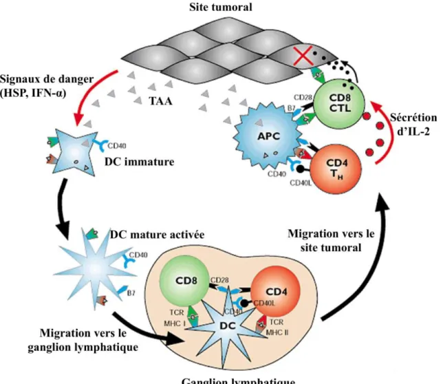 Figure  5.  L’immunosurveillance  antitumorale.  Lorsqu’une  tumeur  se  forme,  les  TAA  vont  être  libérés dans le milieu tumoral et capturés par les CPA professionnelles telle que les DC immatures