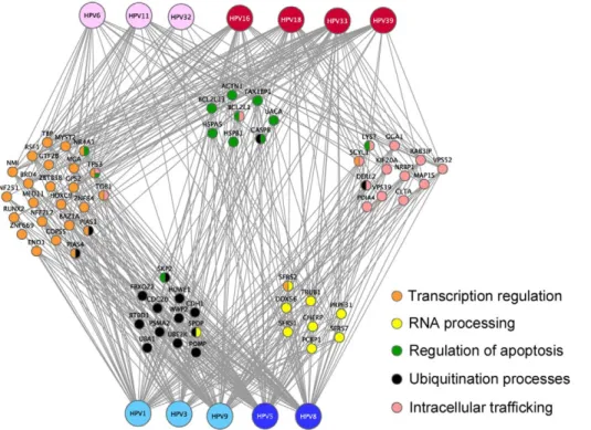 Figure 5. E2-targeted functional families. Cellular proteins (nodes) classified into enriched families based on the Gene Ontology annotations are colored according to the associated GO functions