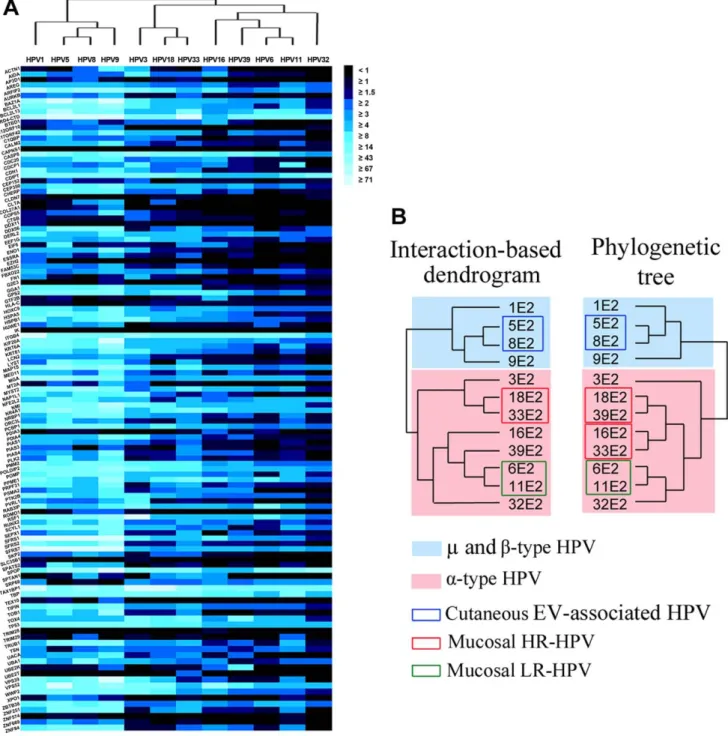 Figure 3. Interaction map between the 12 E2 proteins and the 121 cellular proteins by HT-GPCA and hierarchical clustering
