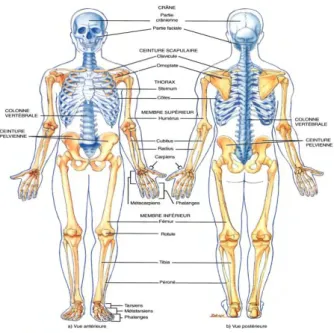 Figure 2.1: Le squelette humain  2.1.2  Constitution des os 