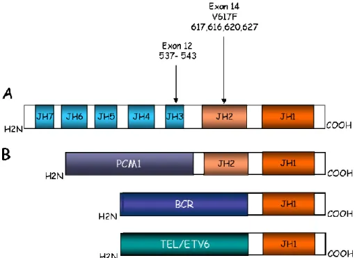 Figure 5 : Les mutations de la protéine JAK2 dans les cancers 