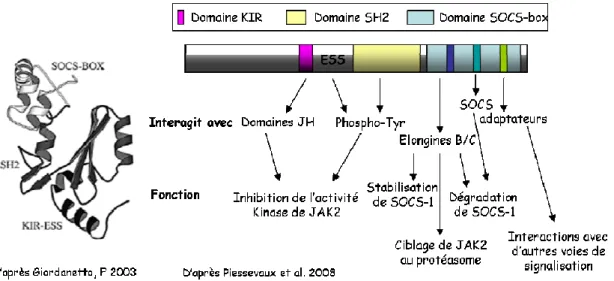 Figure 7A : Structure de la protéine SOCS-1 