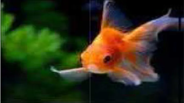 Figure 1 :  un poisson rouge comme icone
