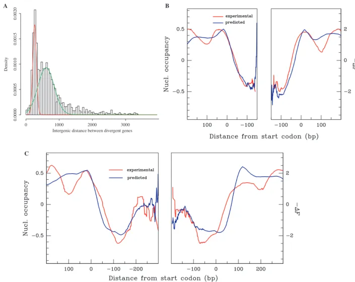 Figure 4. Nucleosome occupancy in promoter regions of adjacent diverging genes in S. cerevisiae