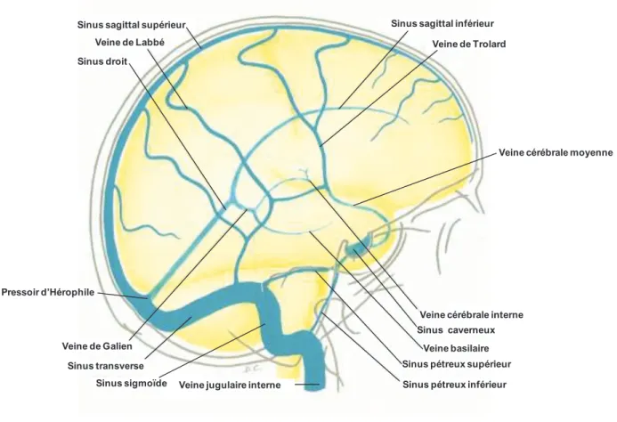 Figure 8 : Représentation schématique du drainage veineux du cerveau humain. D’après Lazorthes &amp; 