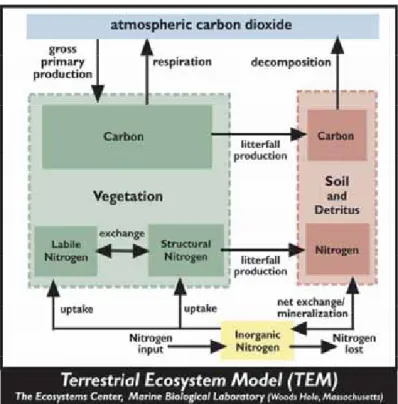 Figure 2. The Terrestrial Ecosystem Model (TEM). The state variables are: carbon in vegetation (CV);
