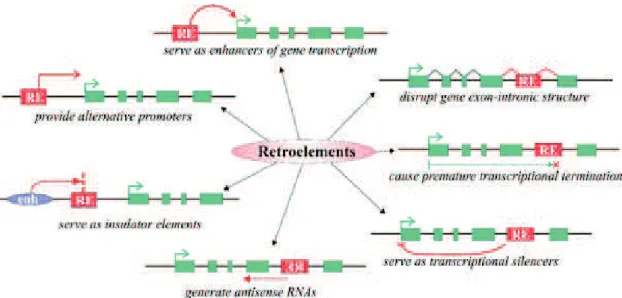 Figure  3;  Different  mechanisms  of  RE  influence  on  gene  transcription.  Red  boxes  retroelements,  green  boxes  gene  exons,  green  arrow  gene  transcriptional  start  site,  purple  oval  enhancer  element