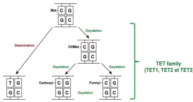 Figure 6. 5meC modifying pathways. Deamination of 5mC to thymine (T) leading to form a  G:T mismatch (Left part), and oxidation of 5mC by the Tet family leads to 5hmC, 5fC and  5caC (Right part)