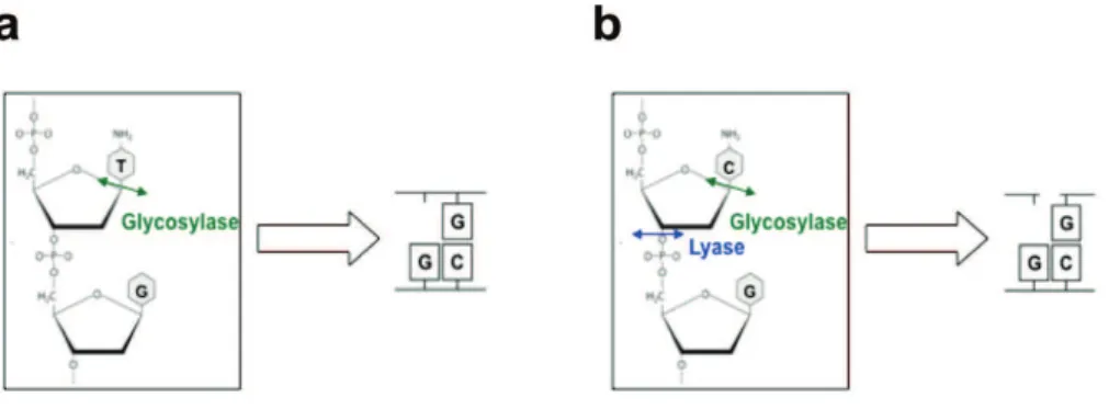 Figure  10;  Mono-  and  Bi-functional  glycosylases.  a,  Monofunctional  glycosylase  hydrolyses  N-glycosidic bond between base and ribose creating an abasic site