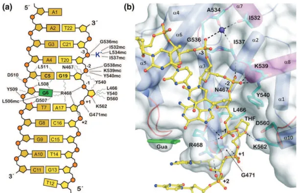 Figure  11.  Interactions  between  MBD4  glycosylase  domain  and  DNA  sbstrate.  (a)  An  interaction  map  summarizes  the  electrostatic  and  van  der  Waals  interactions  observed  in  the  crystal structure (broken and curvy lines, respectively)