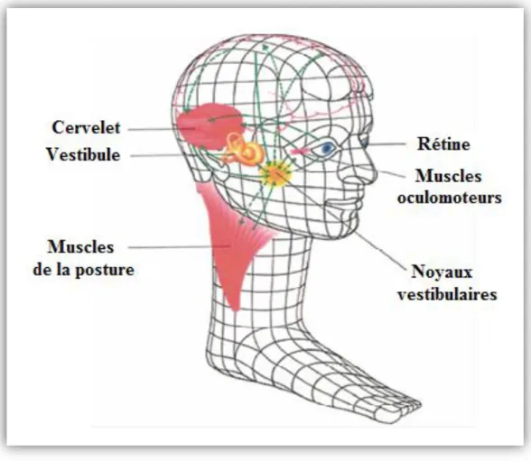 Figure I.4 : Systèmes sensoriels impliqués dans la régulation de la posture. 