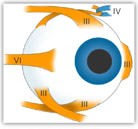 Figure I.9 : Les muscles de l'oculomotricité et leur innervation. 