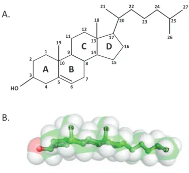 Figure 7 : Structure du cholestérol : (A) représentation de Cram du cholestérol ; (B) modèles  de remplissage de l’espace et en bâtons de la molécule (Song et al., 2013).