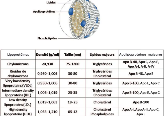 Figure  8 :  Schéma  de  la  structure  des  lipoprotéines  et  tableau  récapitulatif des  différentes  lipoprotéines  et  de  leur  composition