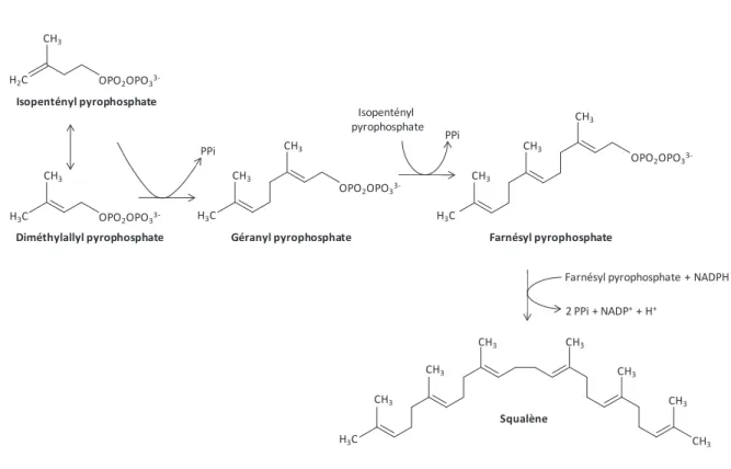 Figure 9 : Voie  de  synthèse  du  squalène  par  condensation  de  molécules  dérivées  du  mévalonate