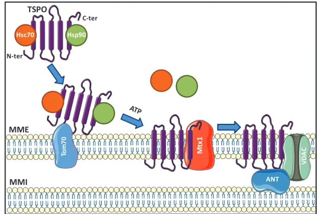 Figure 13 : Transport de la protéine TSPO au niveau de la membrane mitochondriale externe  (d’après Rone et al., 2009a)