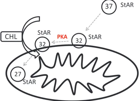 Figure  14 :  Schéma  illustrant  les  modifications  post-traductionnelles  de  la  protéine  StAR régulant  son  activité