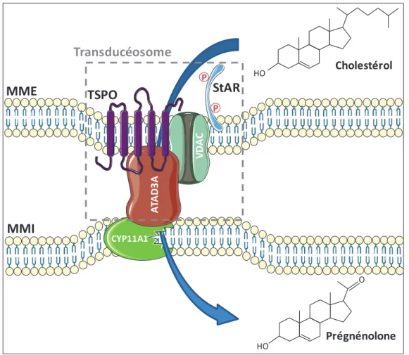 Figure 15 : Schéma  du  transfert  du  cholestérol  cytosolique  jusqu’au CYP11A1  grâce  au  transducéosome (d’après Papadopoulos et al., 2015)