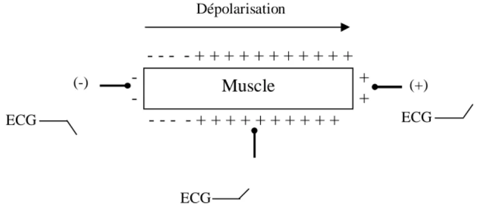 Figure I.3: Cellule musculaire au début de la dépolarisation 
