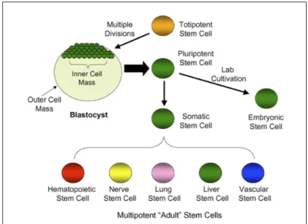 Figure 1.4 – Blastocyste et classification des cellules souches [25].