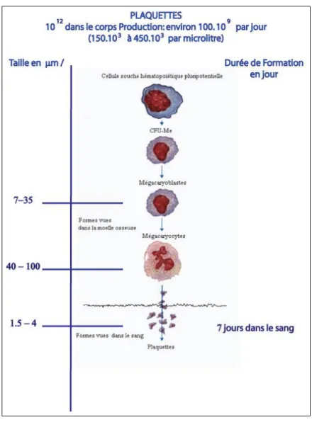 Figure 1.9 – M´ egacaryopo¨ı` ese [25].