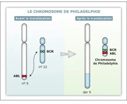 Figure 1.10 – Chromosome de philadelphie [9].