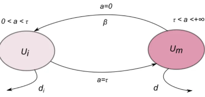 Figure 3.1: Un schéma représentatif du modèle.