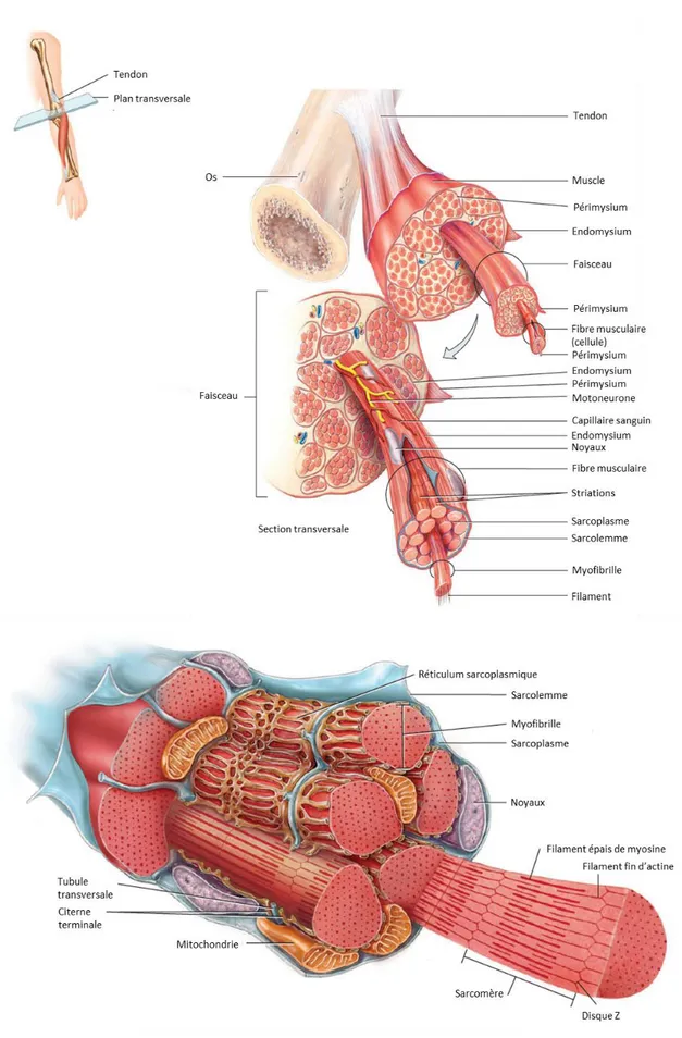 Figure 1: Anatomie du muscle squelettique et structure de la fibre musculaire. 
